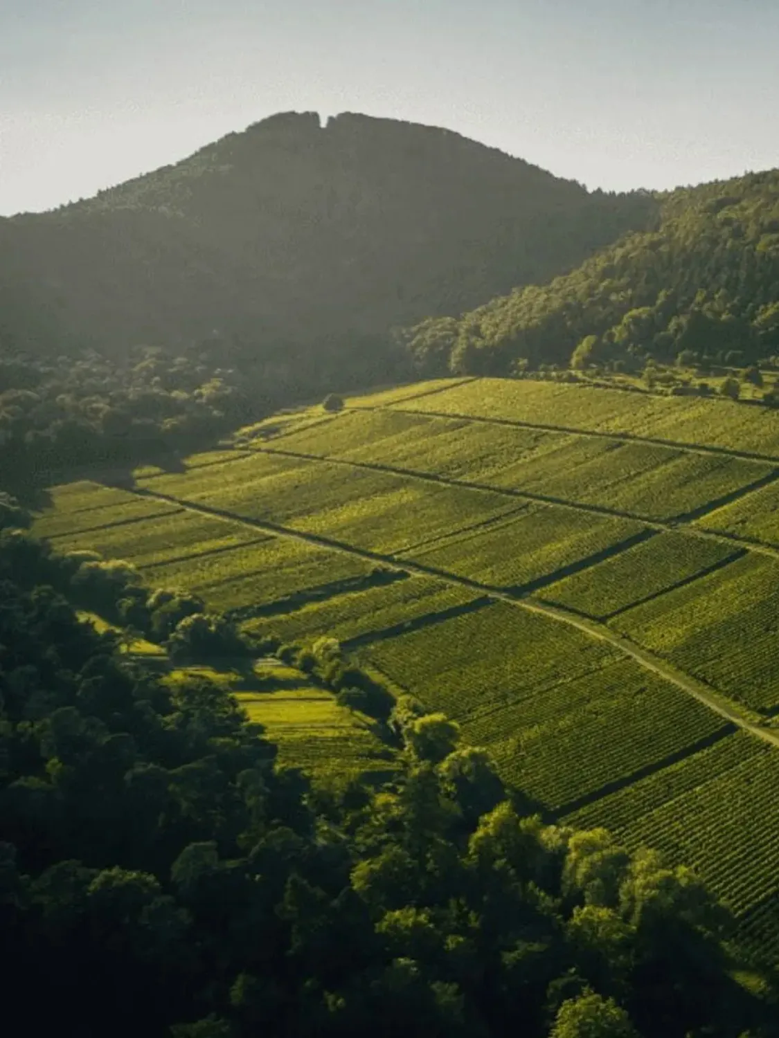 Regionale Lieferanten des Schockes Laurentiushof – Frische Produkte aus der Pfalz