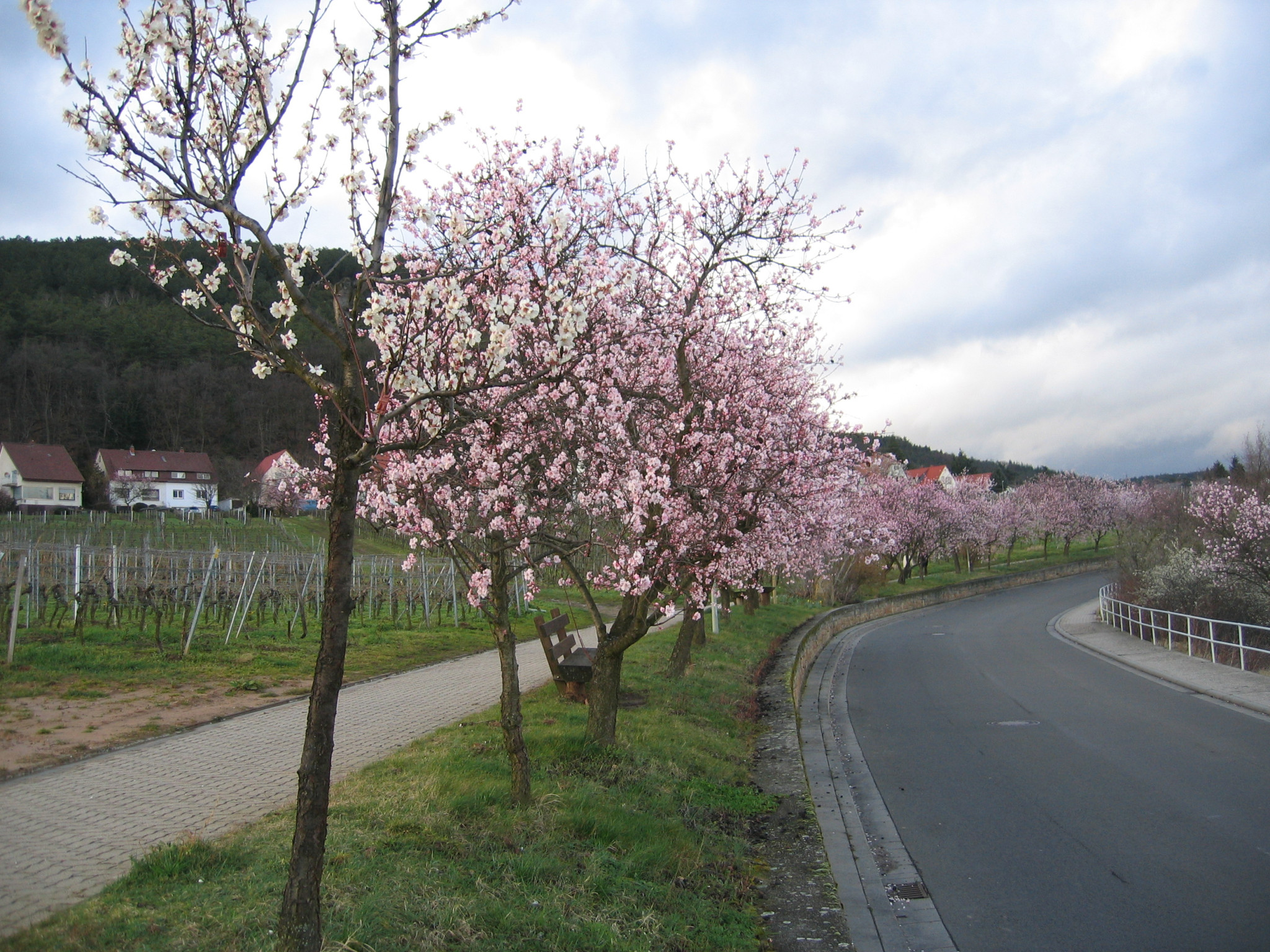 Mandelbäume entlang der Deutschen Weinstraße in der Pfalz im Frühling